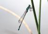 Ischnura elegans